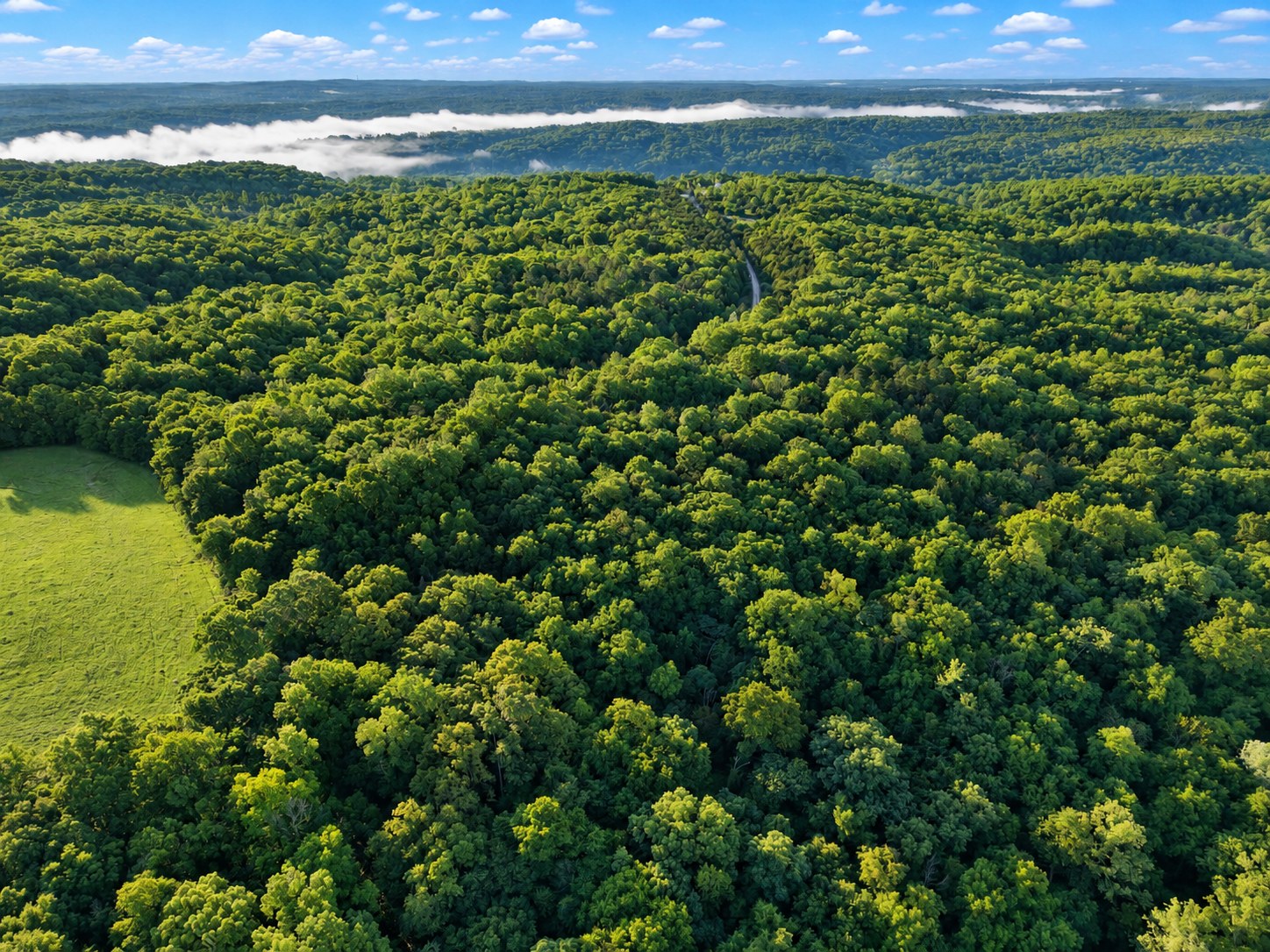 Aerial of dense forest with winding road and morning fog - HelixMind Real Estate Media